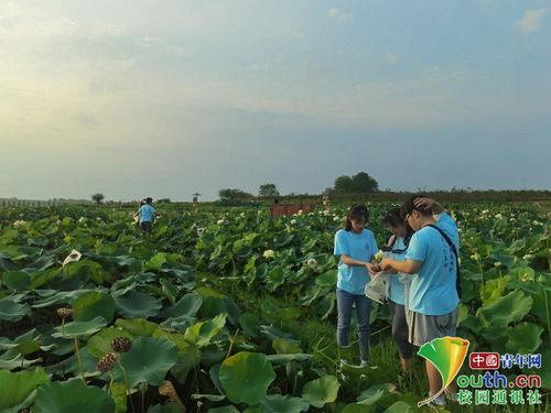 国产农学小视频,农业科技新风尚
