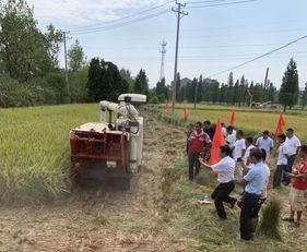 国产青料收割打捆视频,国产青料收割打捆高效作业现场直击