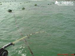 国产鱼轮钓鱼视频,视频揭秘高效钓鱼技巧