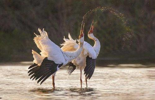 国产白鹤07岁跳舞视频,国产萌宠演绎舞蹈魅力