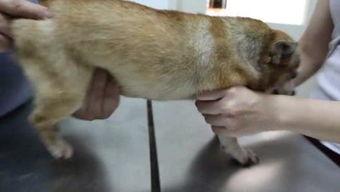 国产大黄鸭自拍视频在线,萌态可掬，网友直呼可爱到爆