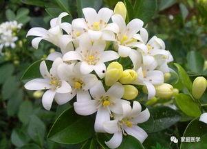 精品国产视频夜来香